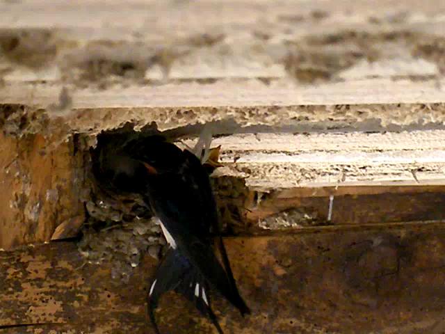 swallow feeding the young