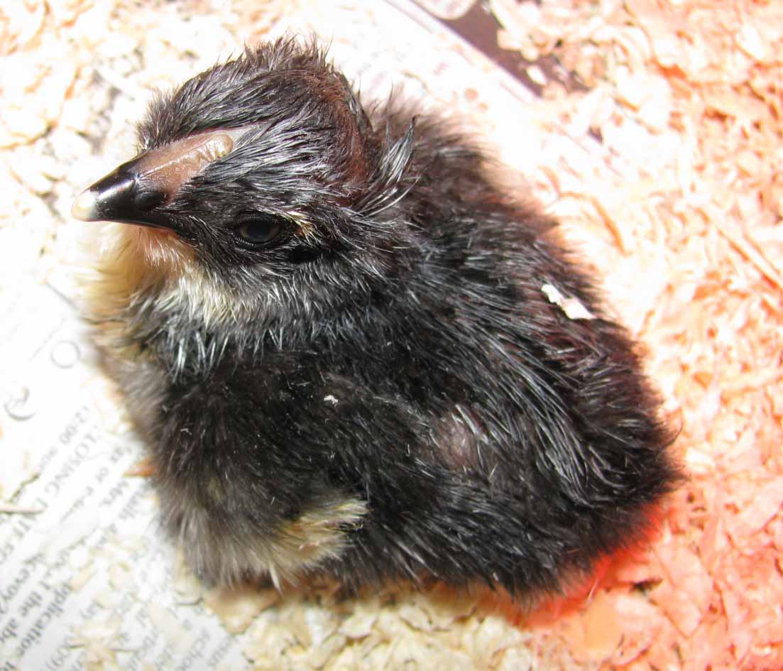 24 hour old chick