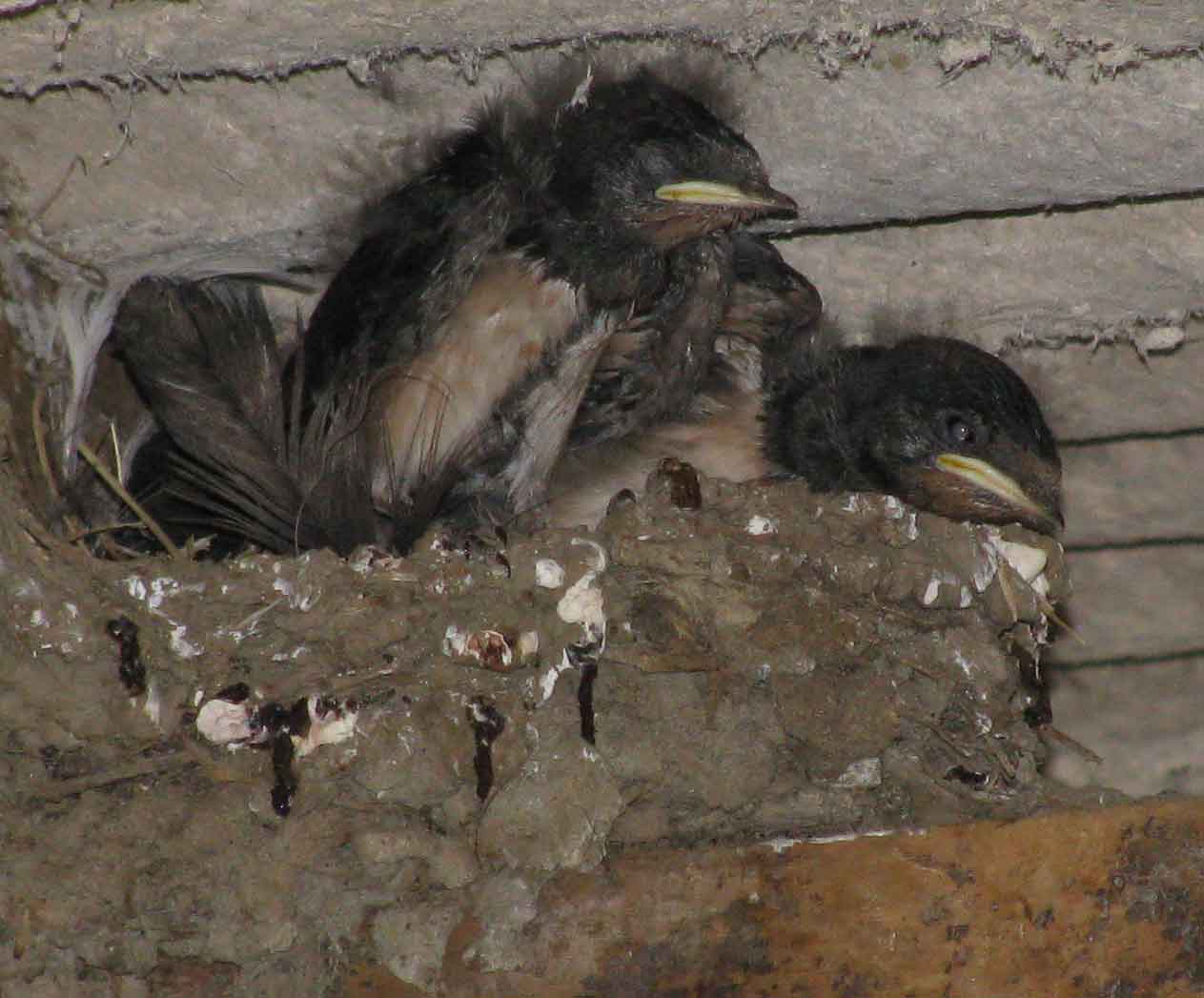 Swallows nest